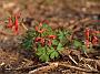 Corydalis Maxen's Auslese1